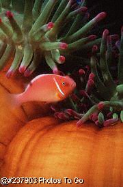 Clown fish & anemone