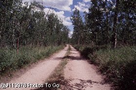 Dirt Road. Not gum trees but the best I could get